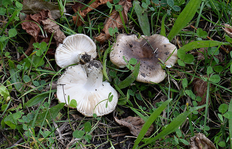 Russula insignis (Russula insignis)