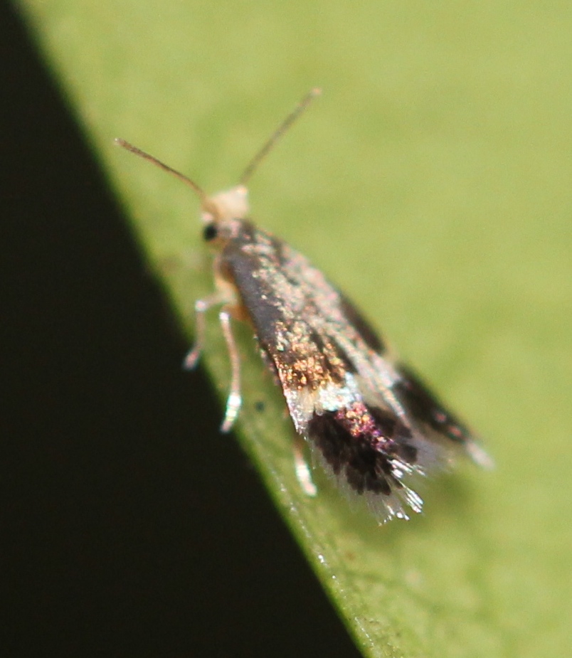 Stigmella lemniscella (Stigmella lemniscella)