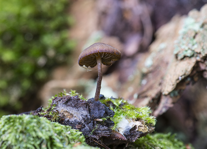Enlig Skyggehat (Simocybe centunculus var. Centunculus)