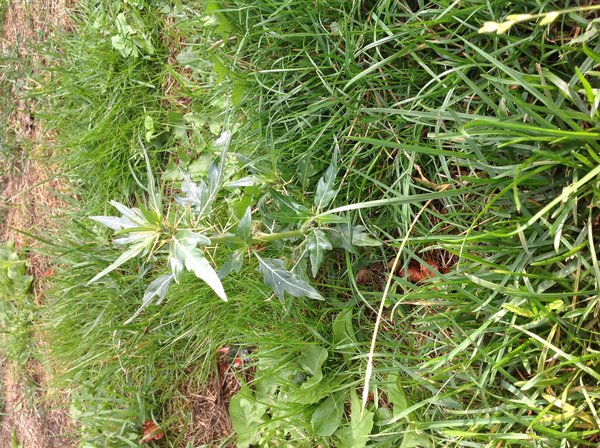 Tornet Brodfrø (Xanthium spinosum)