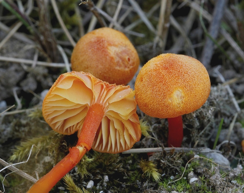 Kalk-Vokshat (Hygrocybe calciphila)
