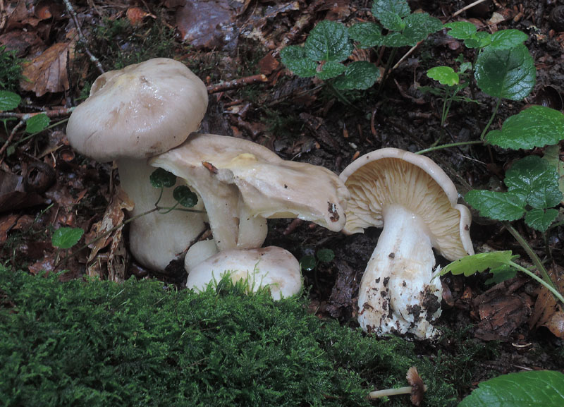 Giftig Rødblad (Entoloma sinuatum)