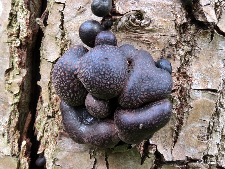 Daldinia fissa (Daldinia fissa)