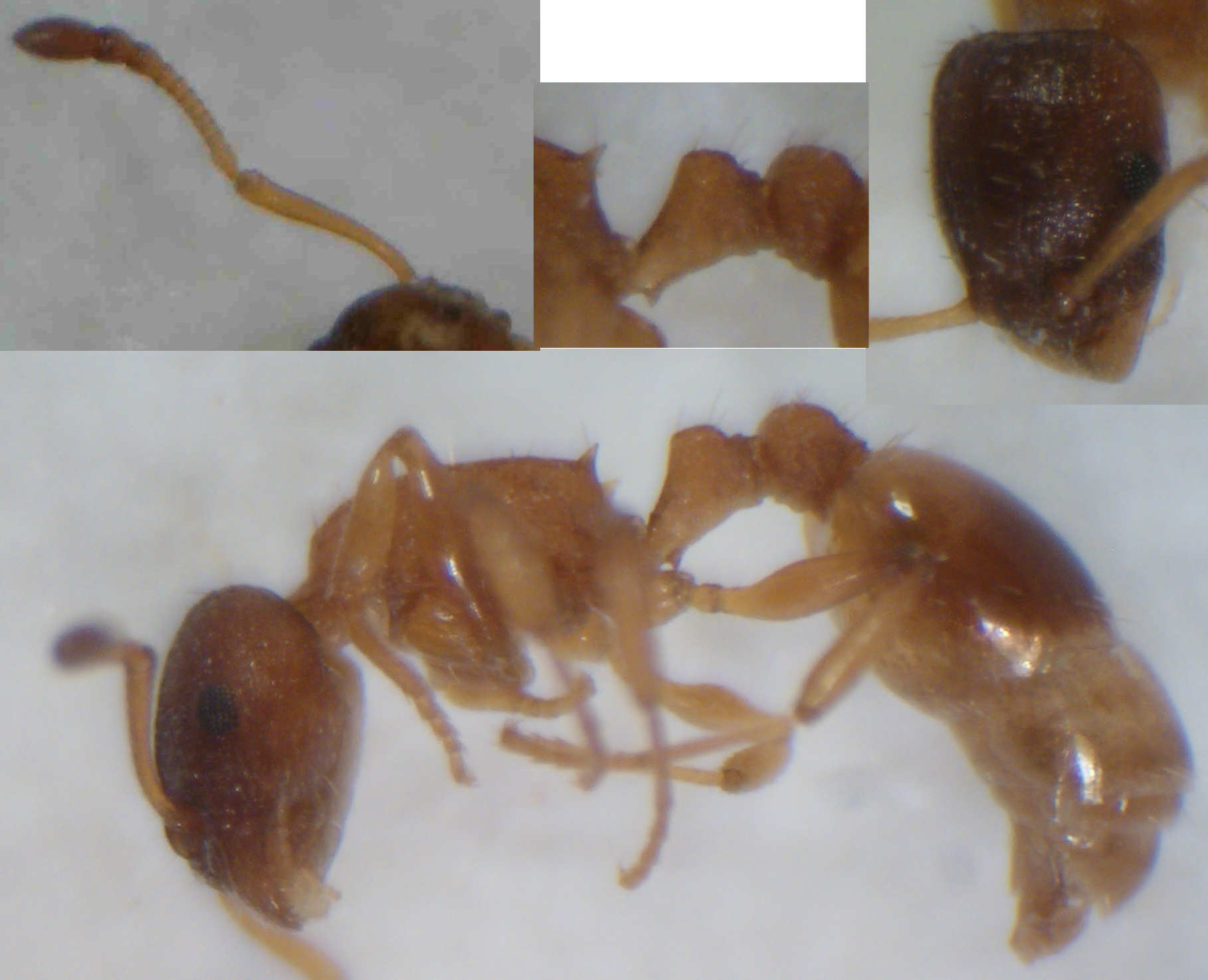 Mørkhovedet Smalmyre (Temnothorax tuberum)