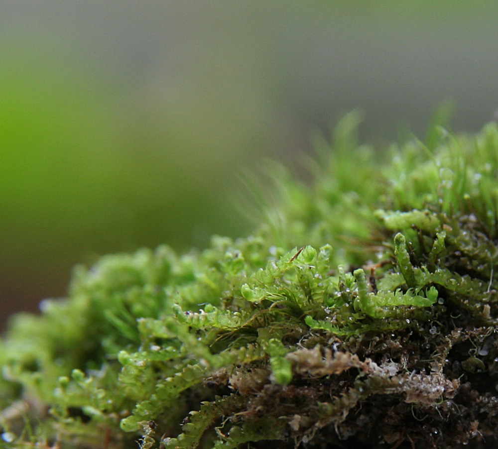 Tynd Flerfligmos (Lophozia attenuata)