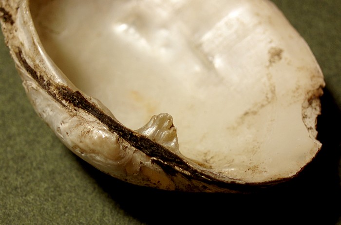 Tykskallet Malermusling (Unio crassus)