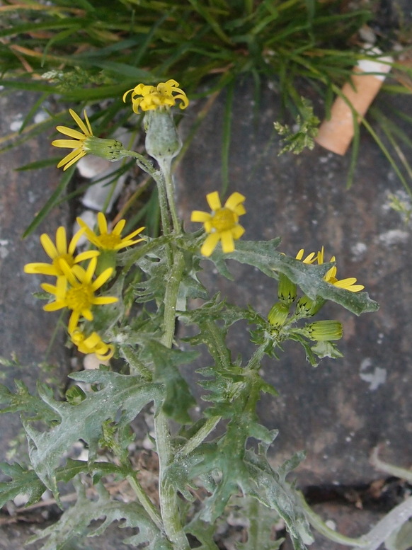 Irsk Brandbæger (Senecio vulgaris var. hibernicus)