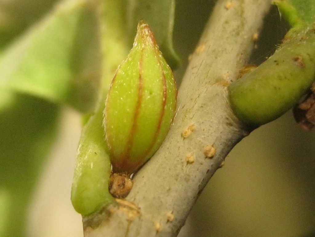 Andricus malpighii (Andricus malpighii)