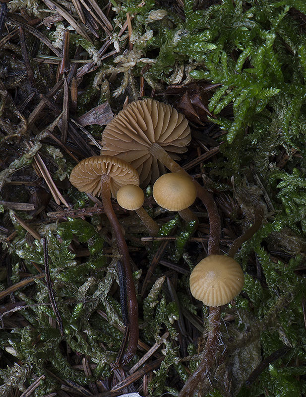 Brunstokket Hjelmhat (Galerina badipes)