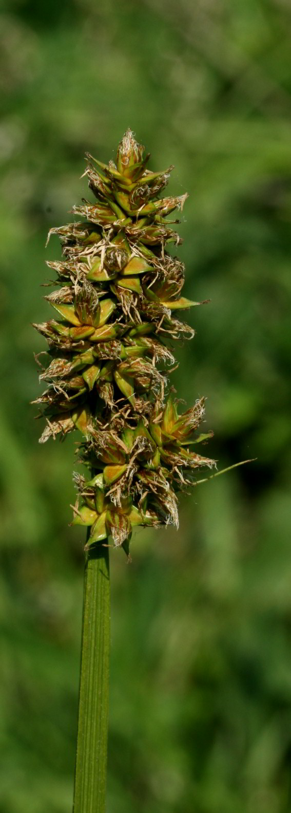 Ræve-Star (Carex vulpina)