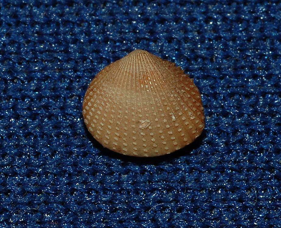 Knudret Hjertemusling (Parvicardium scabrum)