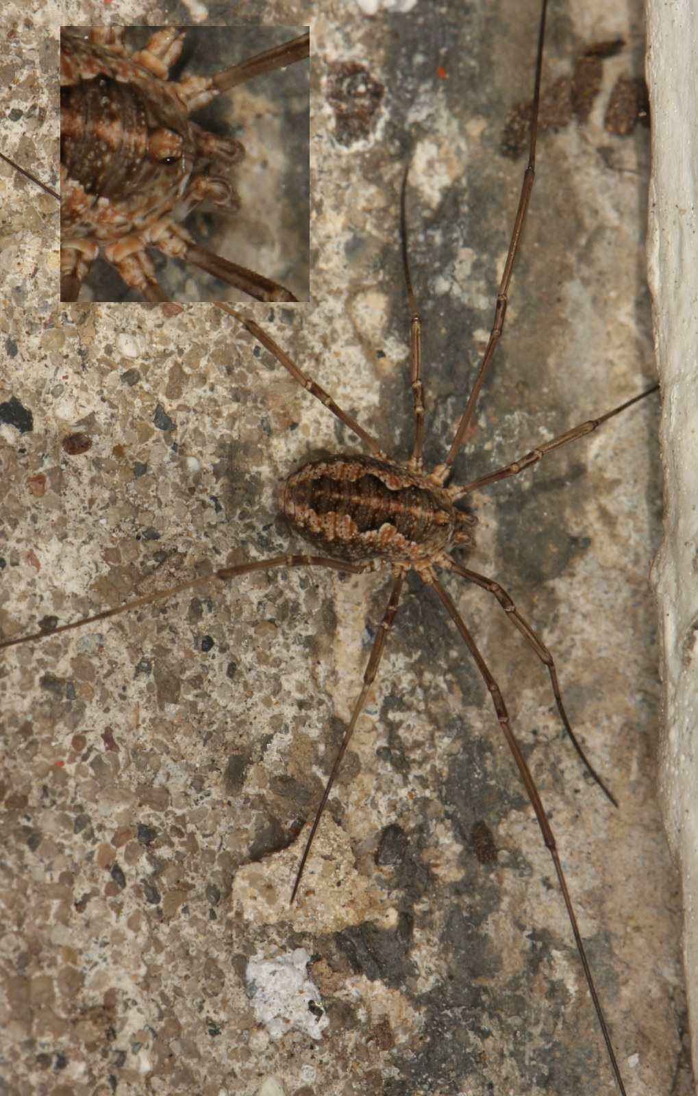 Forårsmejer (Rilaena triangularis)