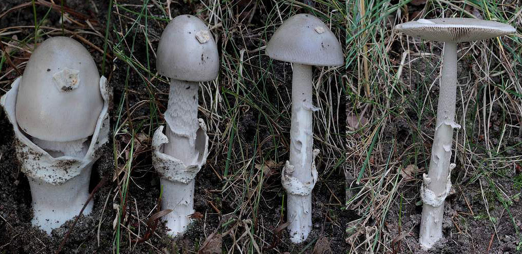 Afblegende Kam-Fluesvamp (Amanita lividopallescens)