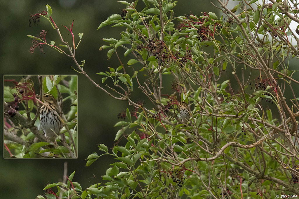 Tajgapiber (Anthus hodgsoni)