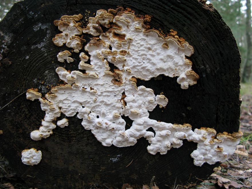 Række-Sejporesvamp (Antrodia serialis)