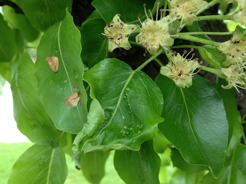 Pærebladgalmyg (Dasineura pyri)