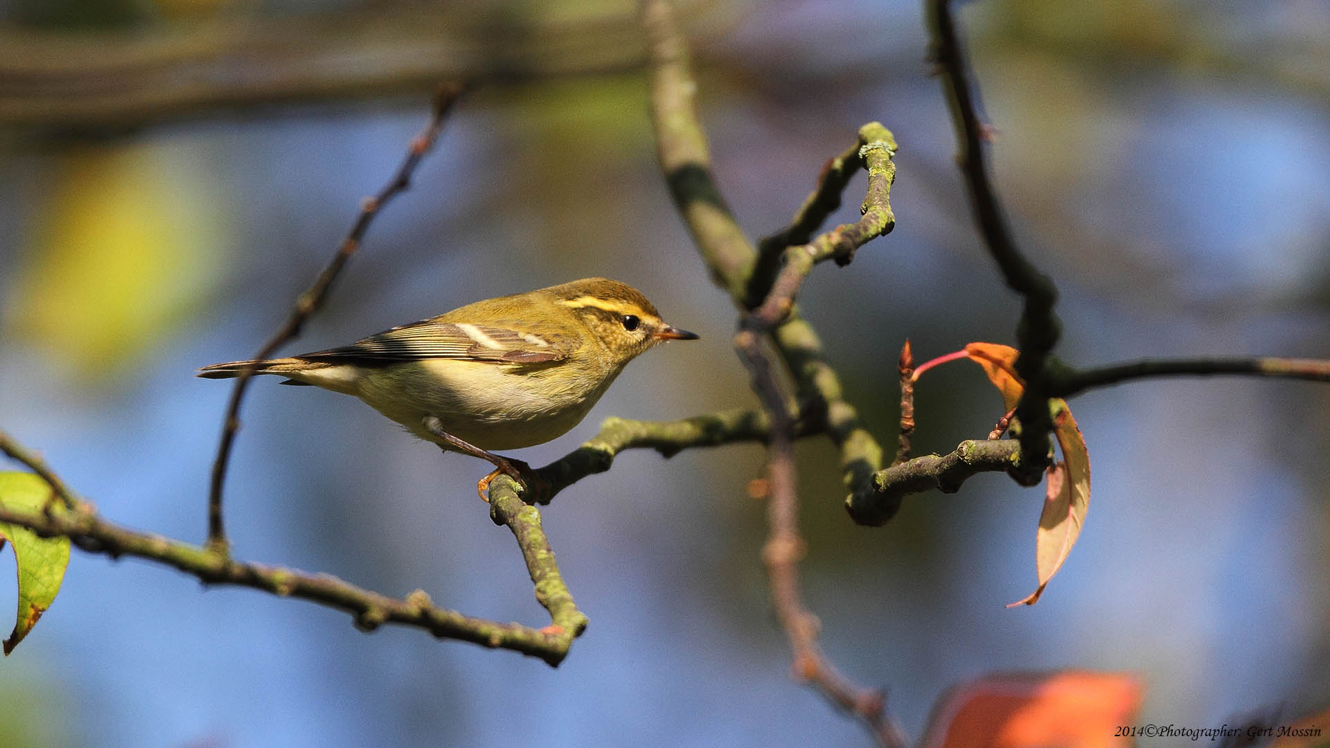 Hvidbrynet Løvsanger (Phylloscopus inornatus)