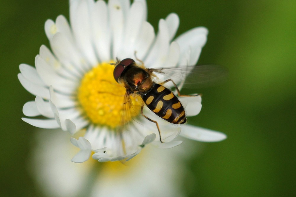 Laplands-Svirreflue (Lapposyrphus lapponicus)