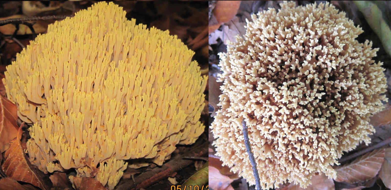 Smuk Koralsvamp (Ramaria formosa)