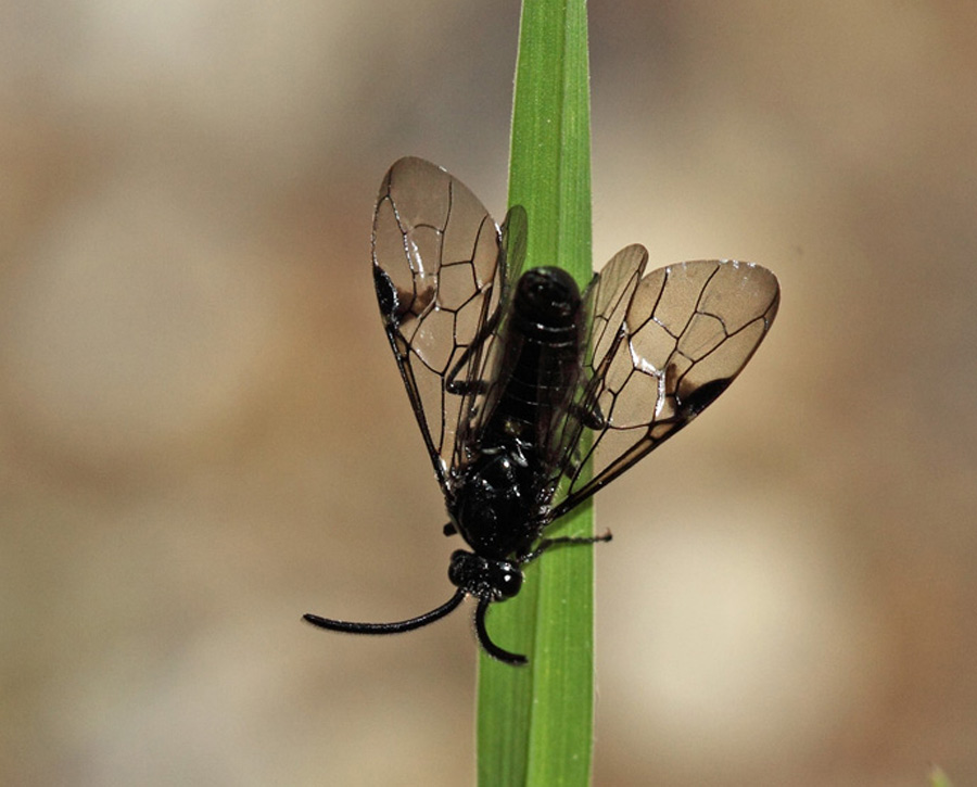 Arge fuscipes (Arge fuscipes)