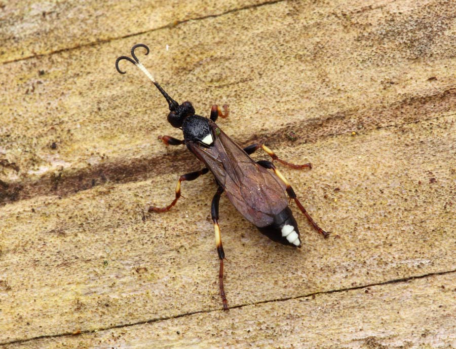 Ichneumon melanotis (Ichneumon melanotis)