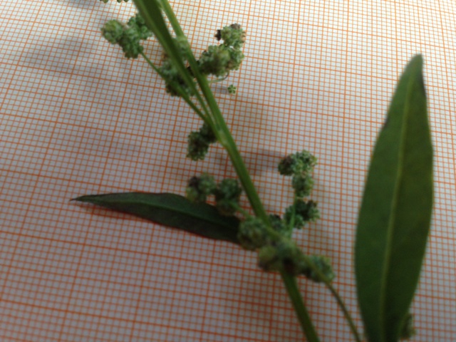 Finbladet Gåsefod (Chenopodium pratericola)