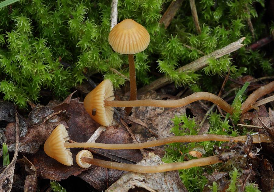 Galerina vittiformis f. tetraspora (Galerina vittiformis f. tetraspora)