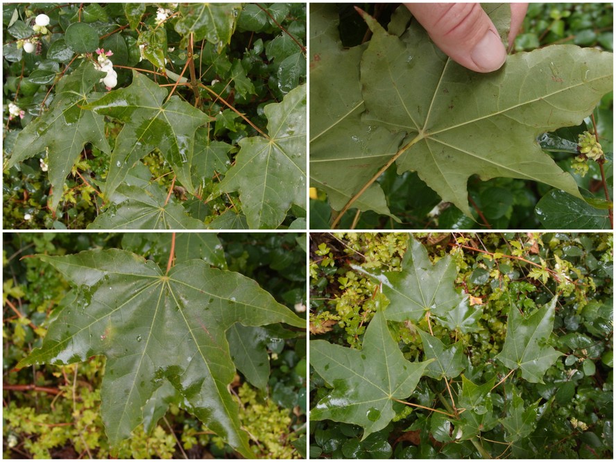 Tyrkisk Løn (Acer cappadocicum)