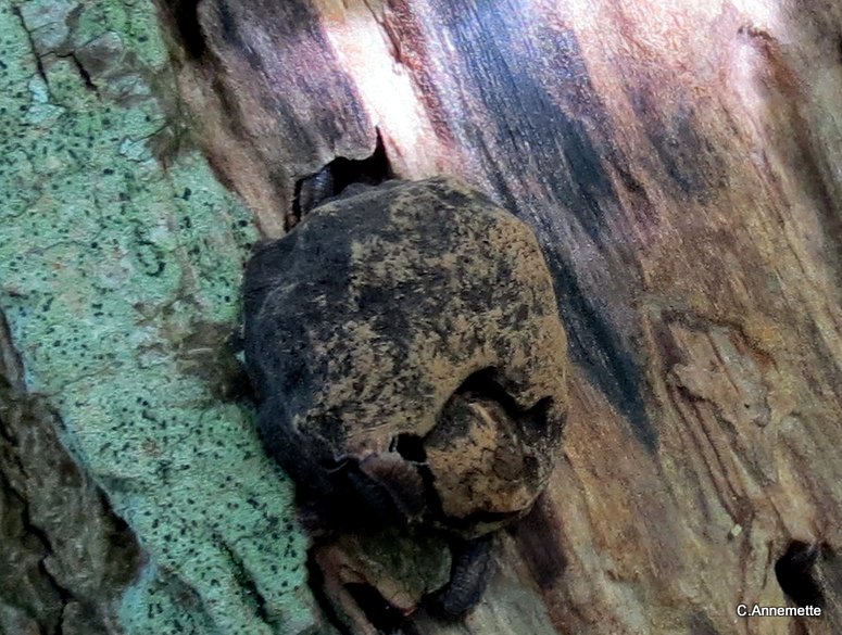 Reticularia splendens var. jurana (Reticularia splendens var. jurana)