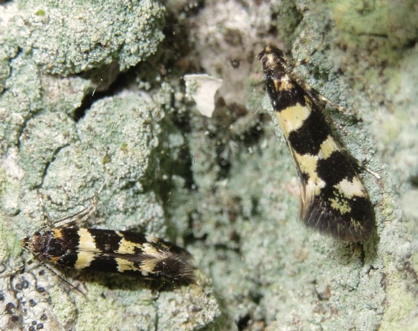 Denisia augustella (Denisia augustella)