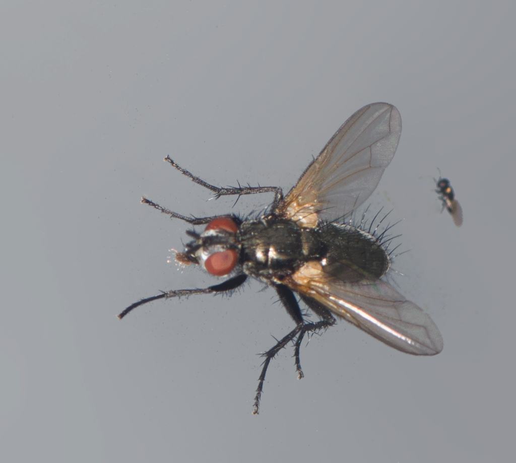 Macquartia tenebricosa (Macquartia tenebricosa)