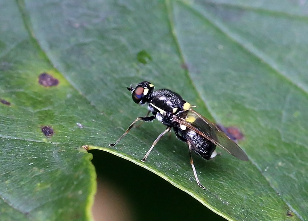 Oxycera leonina (Oxycera leonina)