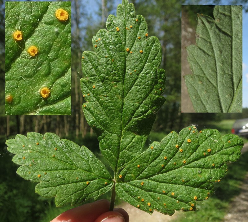 Synchytrium aureum (Synchytrium aureum)