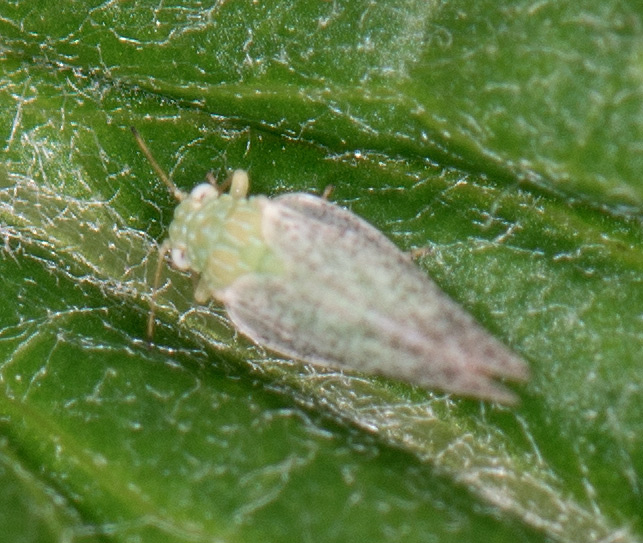 Craspedolepta latior (Craspedolepta latior)