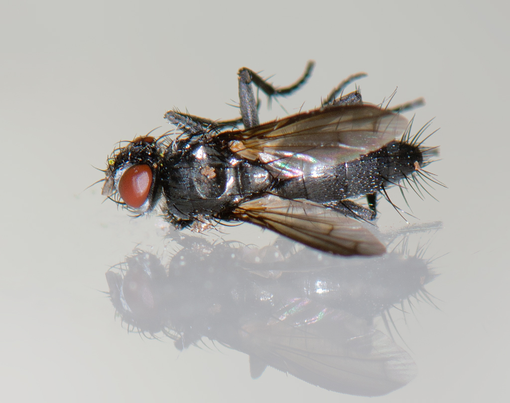 Wagneria costata (Wagneria costata)