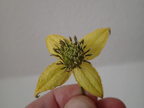 Østerlandsk Skovranke (Clematis orientalis)