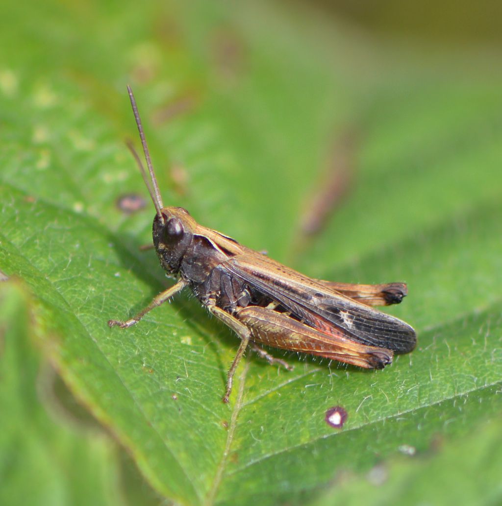 Rødbenet Lynggræshoppe (Omocestus rufipes)