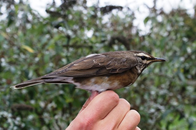 Gråstrubet Drossel (Turdus obscurus)