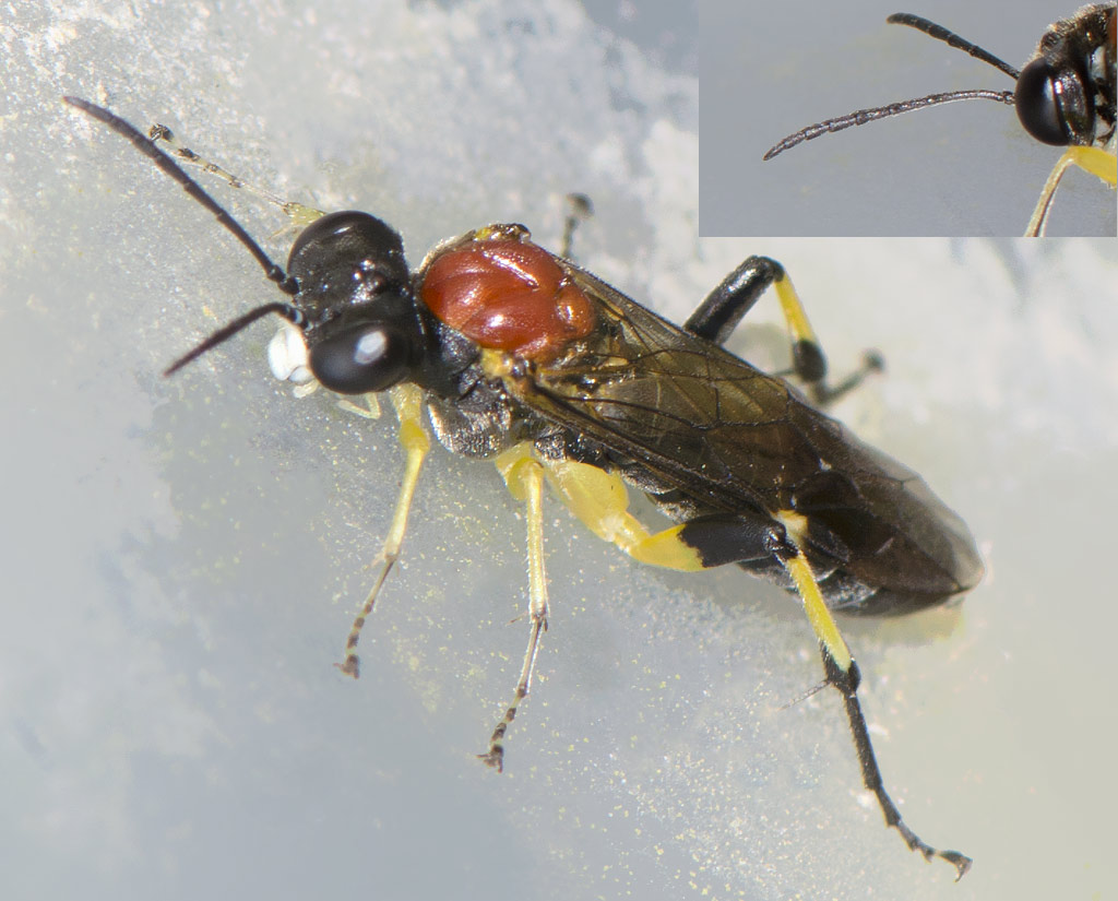 Macrophya teutona (Macrophya teutona)