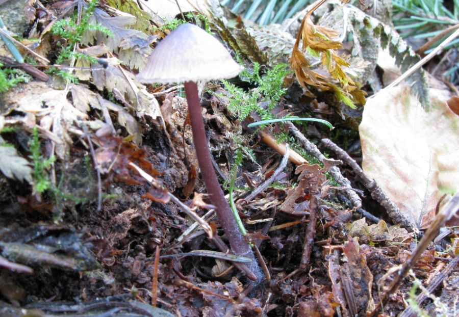 Purpur-Huesvamp (Mycena purpureofusca)