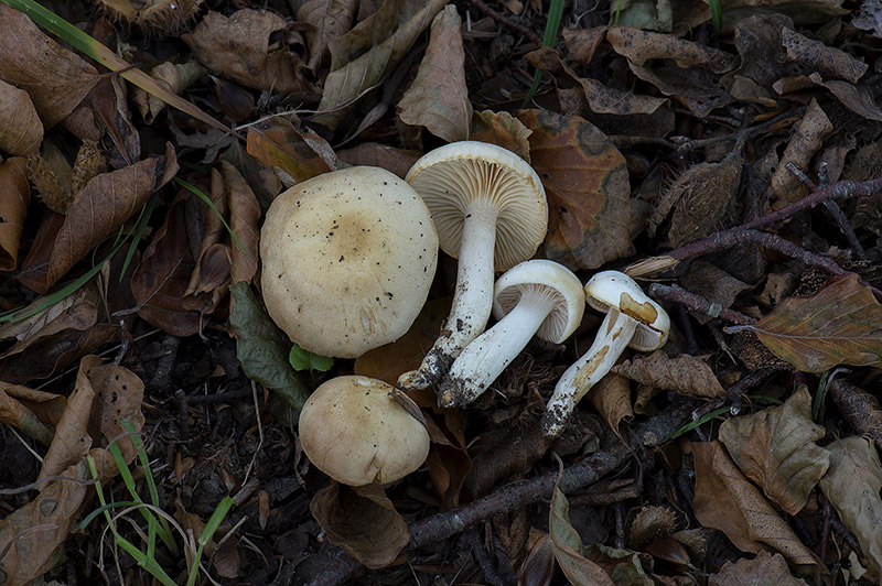 Duftende Sneglehat (Hygrophorus poetarum)
