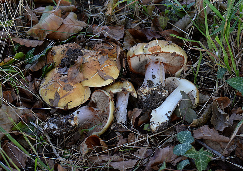 Cortinarius caesiocortinatus (Cortinarius caesiocortinatus)