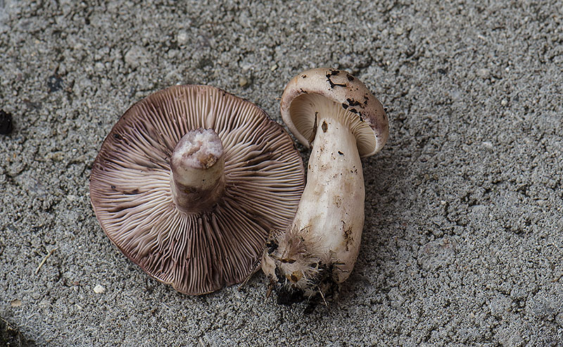 Violetkødet Mælkehat (Lactarius uvidus)