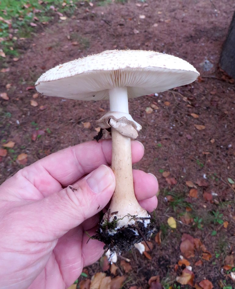 Konrads Kæmpeparasolhat (Macrolepiota konradii)