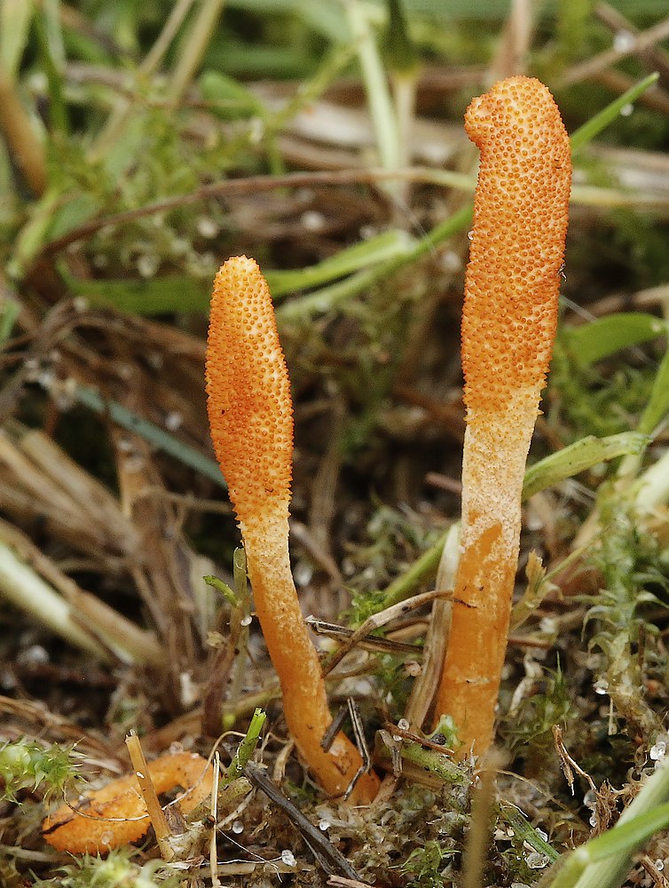 Puppe-Snyltekølle (Cordyceps militaris)