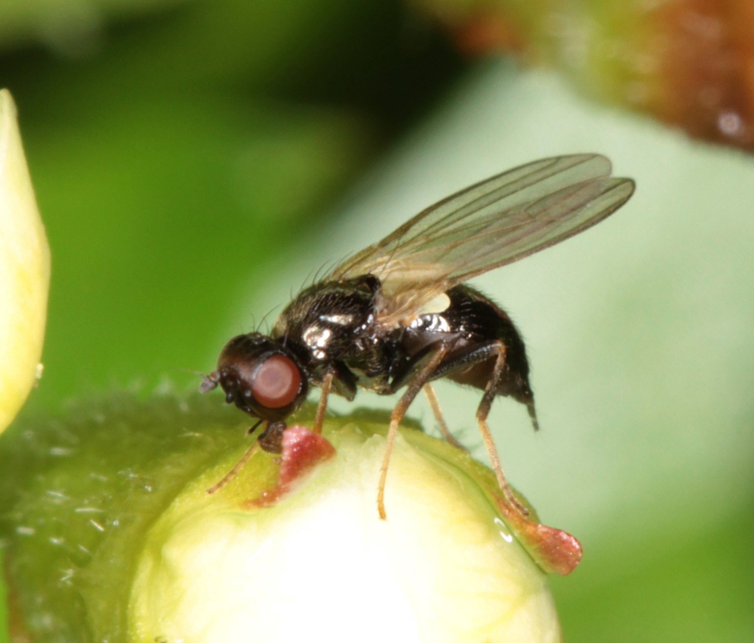 Chamaepsila atra (Chamaepsila atra)