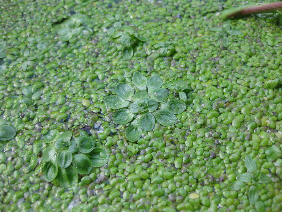 Butfrugtet Vandstjerne (Callitriche obtusangula)