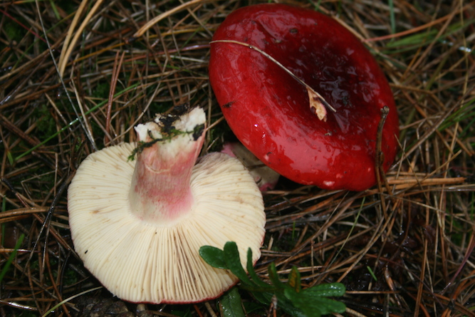 Hummer-Skørhat (Russula xerampelina)
