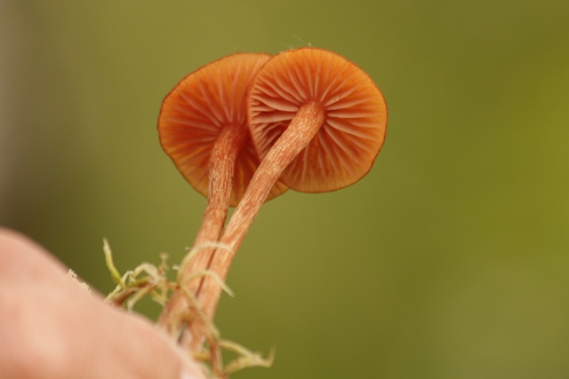 Laccaria fraterna (Laccaria fraterna)