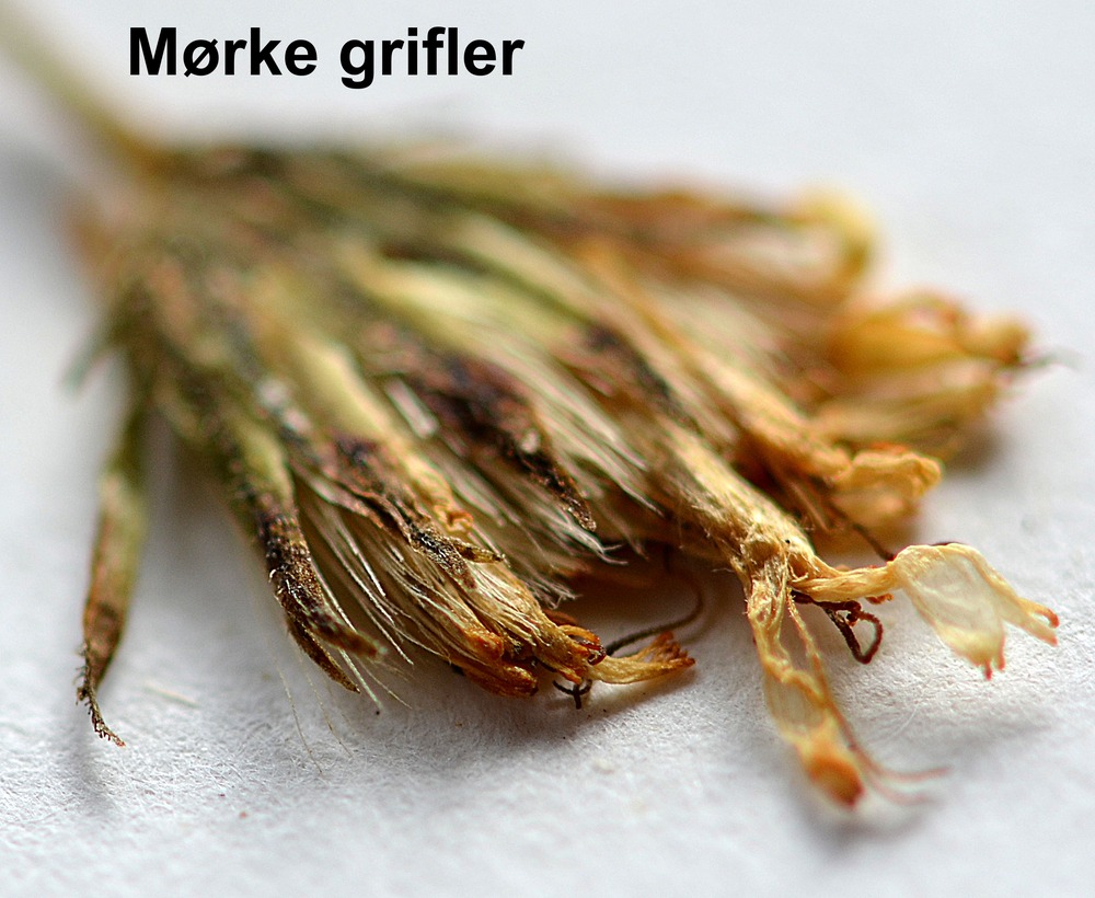 Hieracium subramosum (Hieracium subramosum)